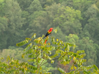 Red Macaw on top of a tree