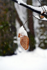 Close-up of a dry brown leaf covered with white snow in winter