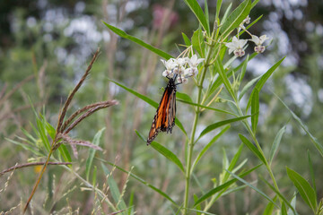 a monarch folding its wings 