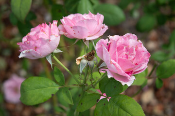 pink rose trio 