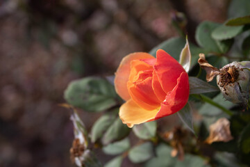 red and yellow rose flower 