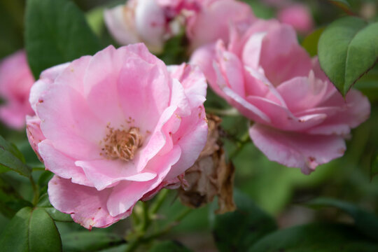 a closeup of pink rose flowers 