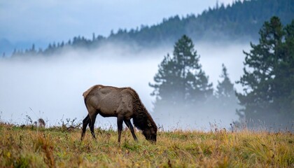Elk Grazing Peacefully in a Foggy Mountain Meadow.