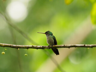 Charming Hummingbird