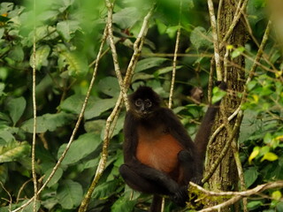 Female spider monkey