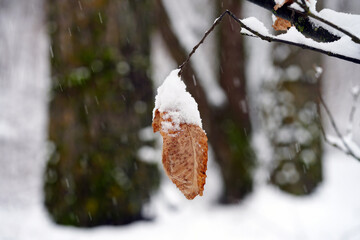 Close-up of a dry brown leaf covered with white snow in winter