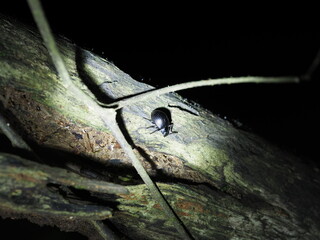 metallic darkling beetle