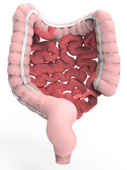 human intestine 3d model