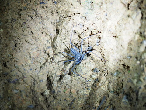 Tailless whip scorpion