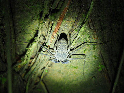 Tailless whip scorpion