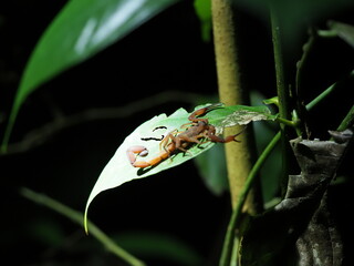 Bark Scorpion