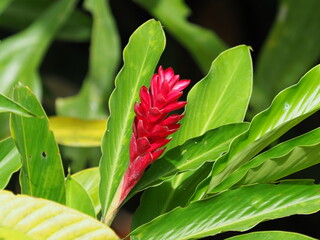 Pink ginger tropical flower 