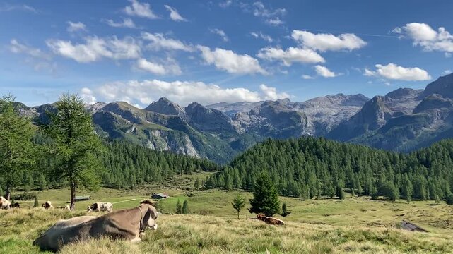 view over Gotzenalm alpine meadow with cows and Berchtesgaden alps with Hagengebirge, Hochkoenig, Steinernes Meer, Funtenseetauern, Hundstod and Watzmann
