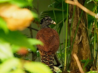 Great Curassow birds