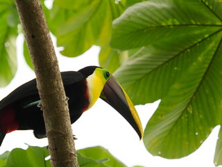 chestnut-mandibled toucan