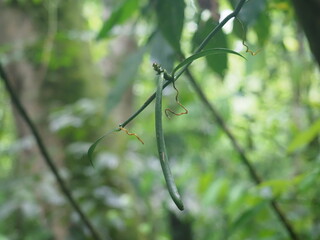 Vanilla pod in the rainforest
