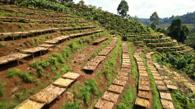 Aerial View of Cassava Drying on Terraced Hillside Under Bright Sunlight Agriculture and Traditional Farming Landscape