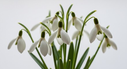 純白のスノードロップが白い背景で柔らかな光を浴びて優雅に咲き誇る早春の情景. AI Generated