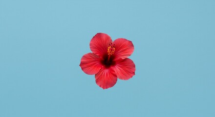 水色背景に浮かぶ鮮烈な赤いハイビスカス シンプルながら目を引く美しいコントラストが魅力. AI Generated