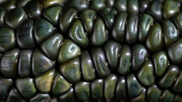 Close up of Oaxacan Green Corn ear