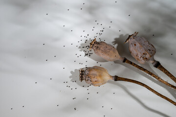 Dried Poppy Seed Pods on Light Background