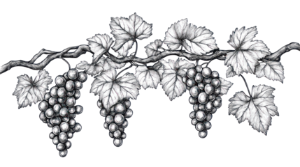 High quality intricate line art illustration of a grape on transparent background