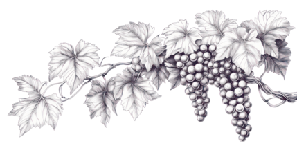 High quality intricate line art illustration of a grape on transparent background