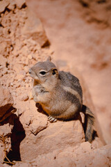 chipmunk on the ground
