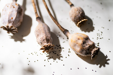 Dried Poppy Seed Pods on Light Background