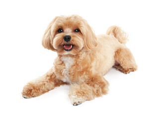 Cute Maltipoo dog on white background. Lovely pet