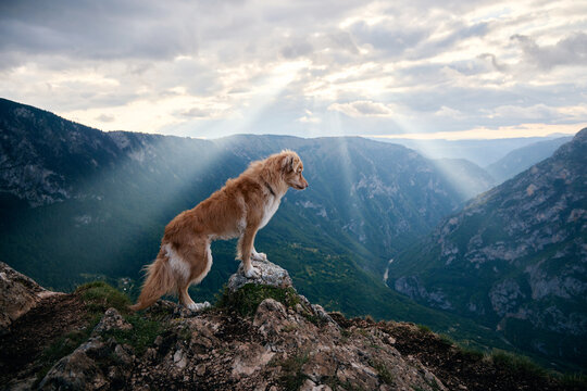 The dog steps forward confidently as beams of light stream across the valley. The dramatic setting captures the freedom of mountaintop adventure. - Powered by Adobe