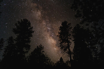 milky way through the trees