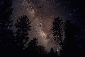 milky way between pine trees