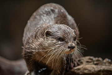 portrait of a sea otter close up