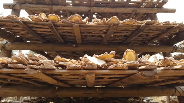 Sliced Manihot Esculenta Roots Drying on Bamboo Trays Under Thatched Roof Agriculture Harvest Food Production
