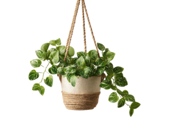Hanging plant in speckled pot, supported by rope, green leaves against black