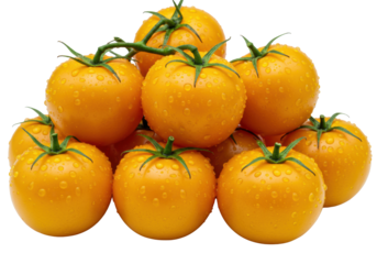 Vibrant, plump yellow garden tomatoes with green stems and glistening water droplets, isolated on transparent studio background, ample copy space for healthy eating concept
