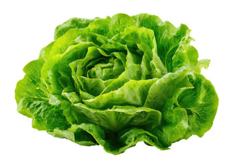 Crispy head of butter lettuce with ruffled light green leaves on black