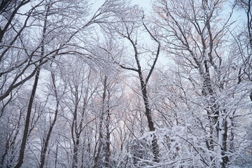 Fototapeta premium Snowy Winter Forest Trail at Kings Point Park, New York
