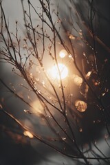 Sunlight shines through branches at dusk, creating a warm glow in the trees