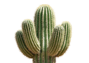 Tall, ribbed saguaro cactus with symmetrical arms on a contrasting black background