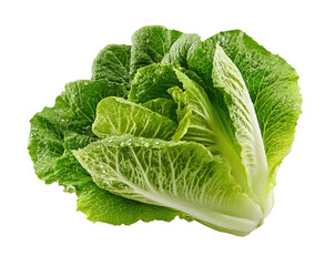 Crisp green romaine lettuce with water droplets isolated on a black background
