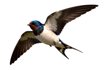 Barn Swallow in Flight with Open Wings