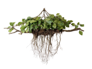 Inverted plant with exposed roots, leaves cascading down against black