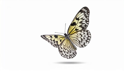 Obraz premium Stunning tree nymph butterfly with patterned wings on white background ideal for natureinspired designs and fantasythemed projects.