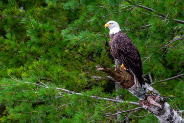 Bald Eagle (Haliaeetus leucocephalus) adult, perched in a pine tree