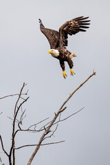 Bald Eagle (Haliaeetus leucocephalus) adult, taking off from a tree