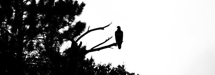 Bald Eagle (Haliaeetus leucocephalus) immature, perched on a branch in northern Wisconsin