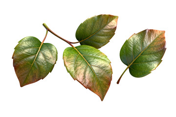 Fototapeta premium Leaves with Natural Color Changes on Stem