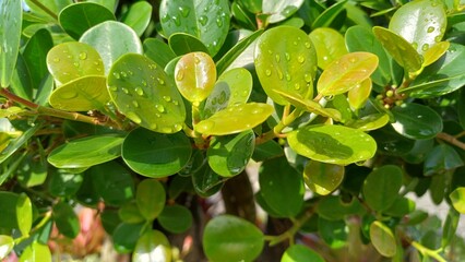 Macro shot of fresh green leaves with water drops under bright sunlight. Beautiful natural...